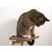 Itch Step Wall Perch