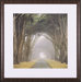 Corridor of Cypress Framed Artwork