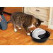 Plastic Drinking Fountain
