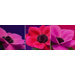 Jewel Florals Canvas (set of 3)