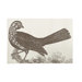 Ornithology Bath Mat