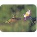 Tuftop Hummingbird and Columbine Cutting Board