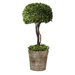 Preserved Ceramic Tree Topiary Planter