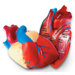 Cross-section Human Heart Model