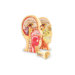 Cross Section Human Head Model