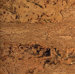 Naturals 12" Engineered Cork in Cronus-Natural
