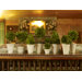 Preserved Boxwoods Preserved Greens 8 Piece Assortment