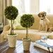 Preserved Boxwoods Preserved Greens Single Ball