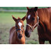 Mare & Foal Cardboard Jigsaw Puzzle