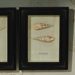 Maculata Shell Shadowbox