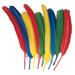 Quill Feathers 6