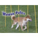 Dog Agility Starter Kit