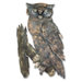 'Curious Owl' Wall Adornment