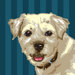 Pooch D&eacute;cor Border Terrier Portrait