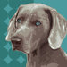 Pooch D&eacute;cor Weimaraner Portrait