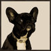 Doggy Portrait B Framed Wall Art