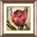 Poppy Framed Wall Art (Set of 2)