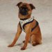 Dino Dog Harness