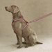 Houndstooth Dog Harness