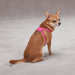 Sparkle Gemstone Dog Harnesses