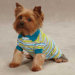 Brite Stripe Dog Polo