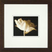 Champagne Tulip 4 Framed Print