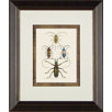 Beetle 2 Framed Print