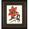 Red Lily 2 Framed Print