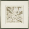 Silver Birch