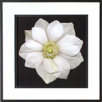Anemone Framed Print