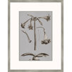 Buchoz Flowers on Gray IV Wall Art