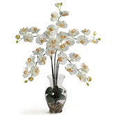 Liquid Illusion Phalaenopsis Silk Orchid Arrangement in Cream