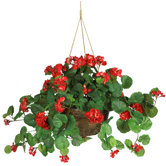 Red Silk Geranium Plant with Hanging Basket