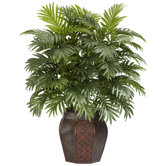 Areca Palm with Vase