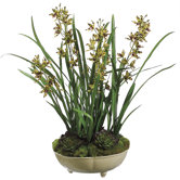 26" Mini Cymbidium Orchid Plant with Moss/Succulent in Ceramic Bowl
