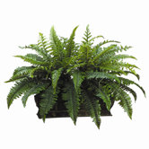 17" Boston Fern with Long Metal Container