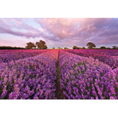 Komar Lavender Wall Mural