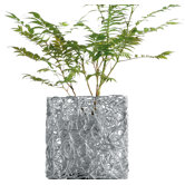 Alessi Vases