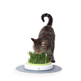 Catit Design Senses Grass Garden for Cats
