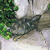 Sea Life Turtle Fountain