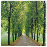 Path of Life Canvas Wall Art - 19.75" x 19.75"