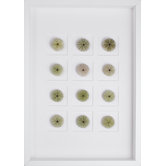 Green Sea Urchins Art