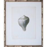 Vintage Shell I Art