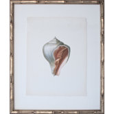 Vintage Shell IV Art