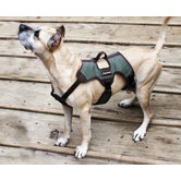 Trekking Dog Harness