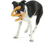 Zogoflex� Bumi Dog Toy
