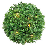 Buxbaum-Kugel