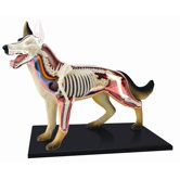 4D-Vision Dog Anatomy Model