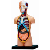 4D-Vision Human Torso Anatomy Model