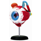 4D-Vision Human Eyeball Anatomy Model